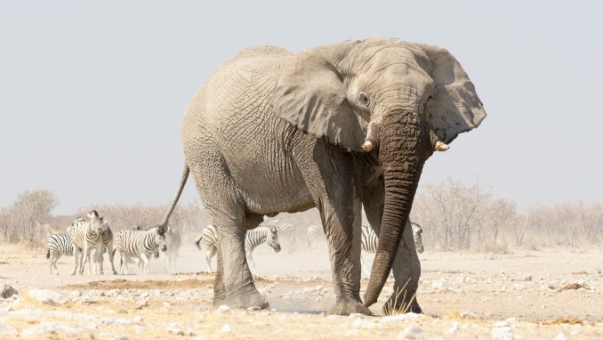 ETOSHA NATIONAL PARK, NAMIBIA