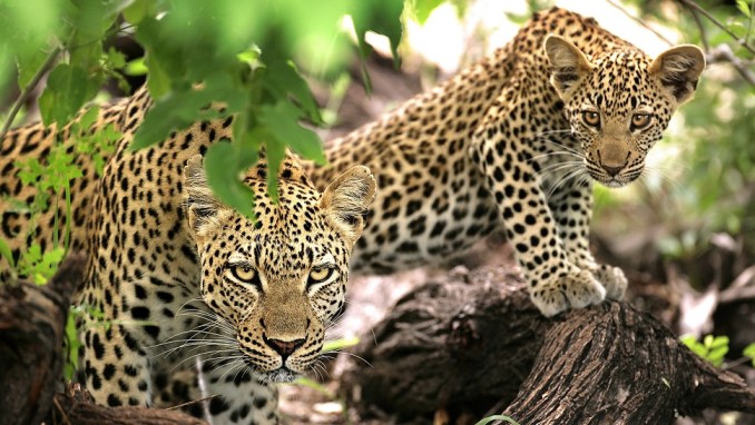 KRUGER NATIONAL PARK, SOUTH AFRICA