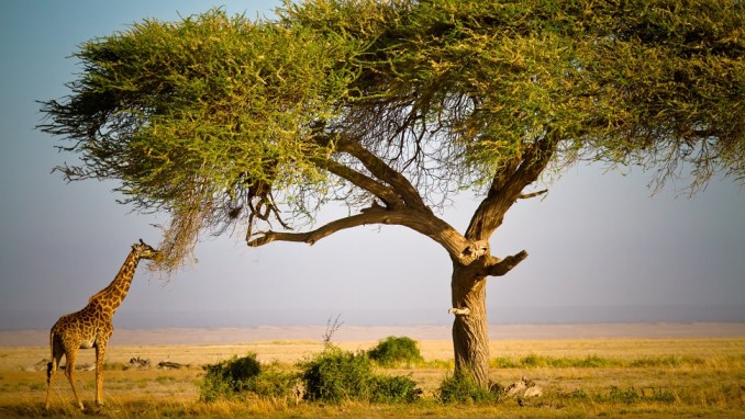 MASAI MARA NATIONAL RESERVE, KENYA